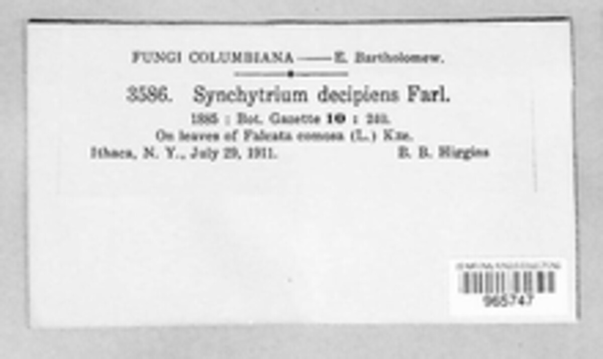 Miyabella aecidioides image